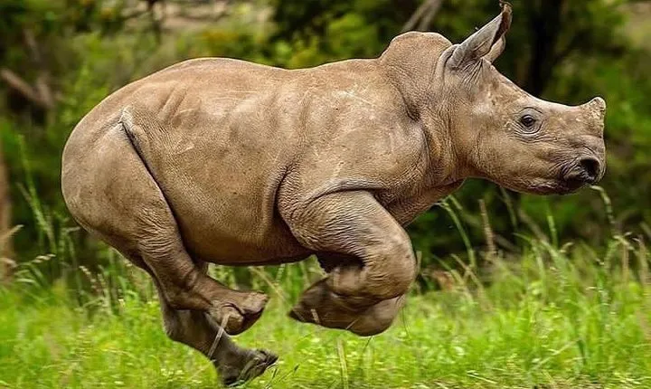 3 Days Private Lodge Serengeti Migration Safari