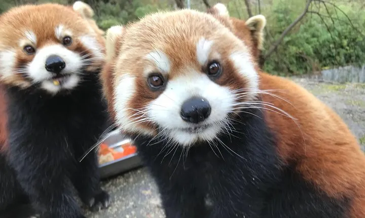 Red Panda Volunteer in Wolong Panda Base Private Tour