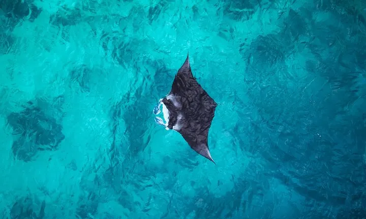 Nusa Penida Land Tour and Snorkeling with Manta Bay