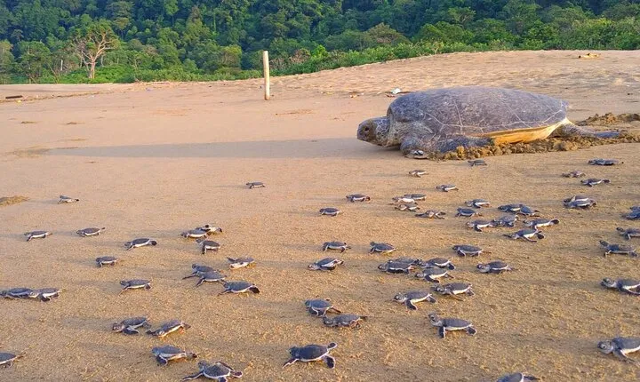 2 Day Volunteer Adventures in Sukamade Turtle Conservation