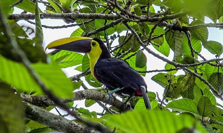 Private Shuttle from La Fortuna to Liberia Airport 