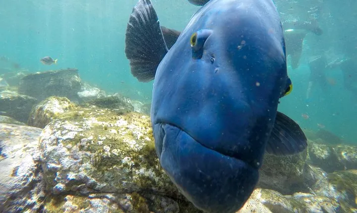 Discover Sydney’s Northern Beaches: A Marine Adventure Day Tour