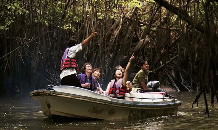 Mangrove Forest Tour In Langkawi