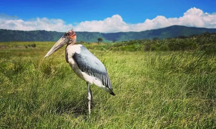 8 Day Perfect Tanzanian Safari Explore Northern Circuit 