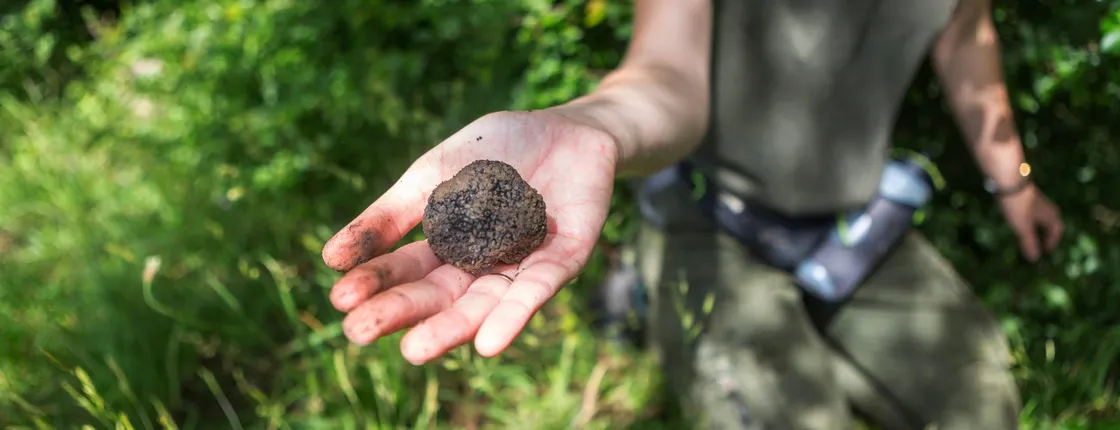 Truffle hunting and gourmet lunch in Tuscany from Florence