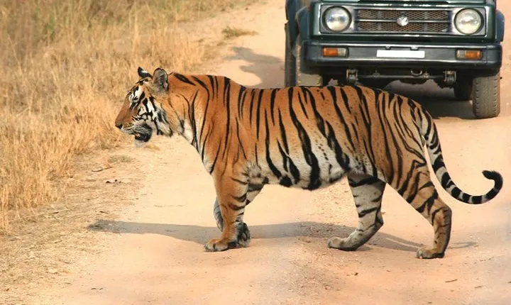 Private Tiger Safari to Panna National Park from Khajuraho