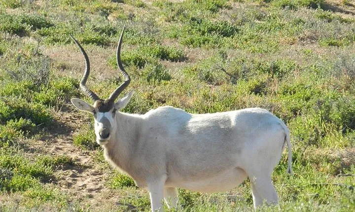 Discovery of the Souss Massa Animal Park in 4x4