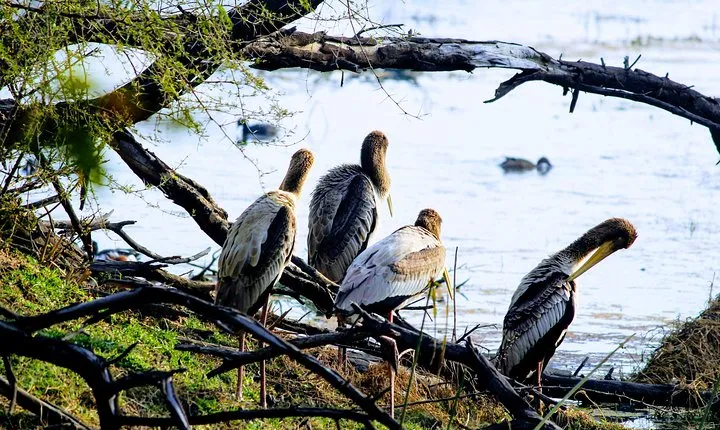  Bharatpur Birding adventure from Delhi