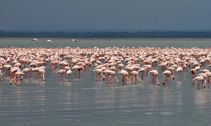 Make a date with Flamingos and Rhinos of Lake Nakuru National Park - 1 Day