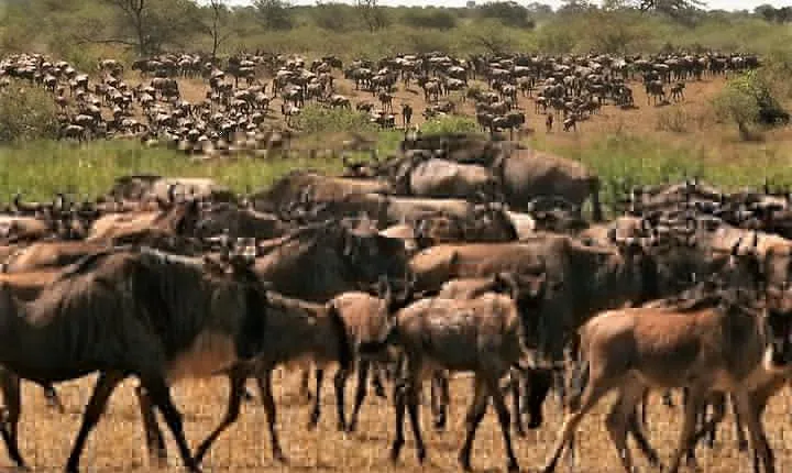 Eight Days: Tarangire-manyara-ngorongoro-serengeti (classic)