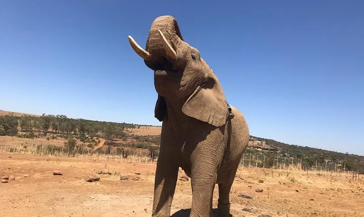 Pilanesberg camping Safari from Johannesburg