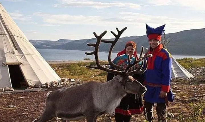 Visit a Lappish Reindeer Farm in the Summer
