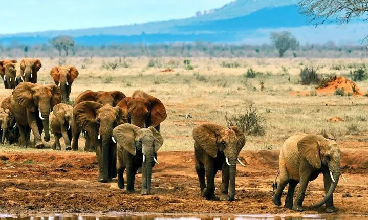 Full Day Private Tour of Tsavo East National Park from Mombasa