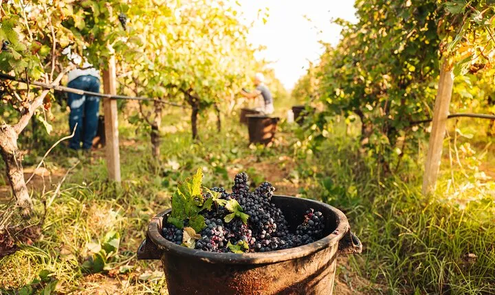 Luxury Wine Tasting in Valle d'Itria