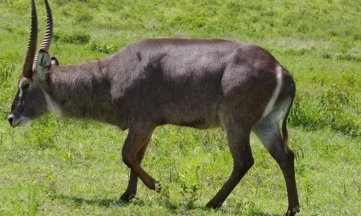 2 Day Safari Tarangire and Ngorongoro Crater