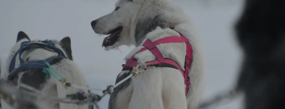 Visit a husky farm including a 10KM husky sleigh ride