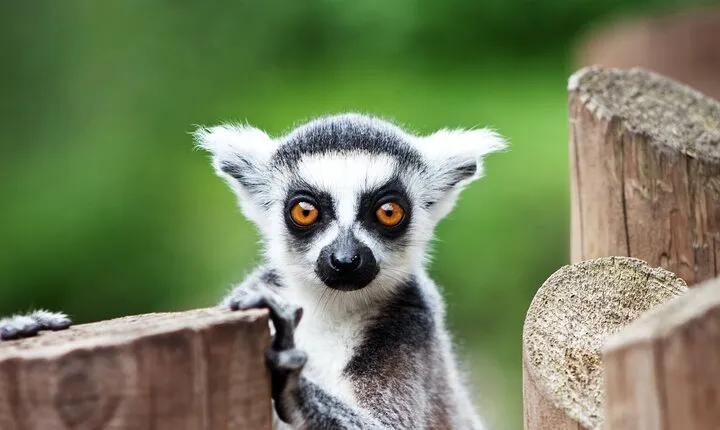 Guaranteed Departures: Vinpearl Safari & Countryside Pepper Farm