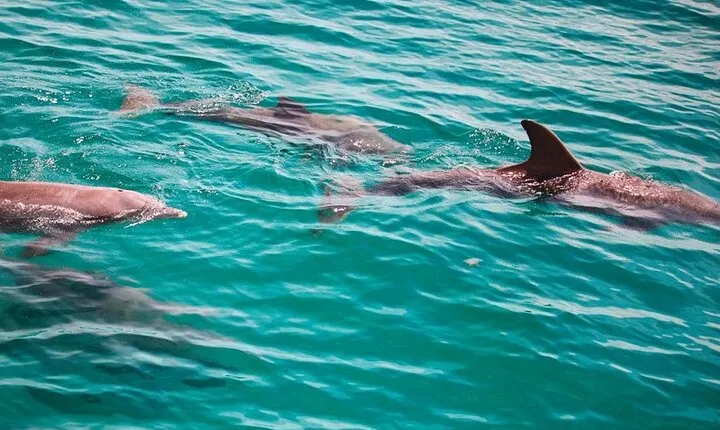 Morning Snorkel & Dolphin Adventure