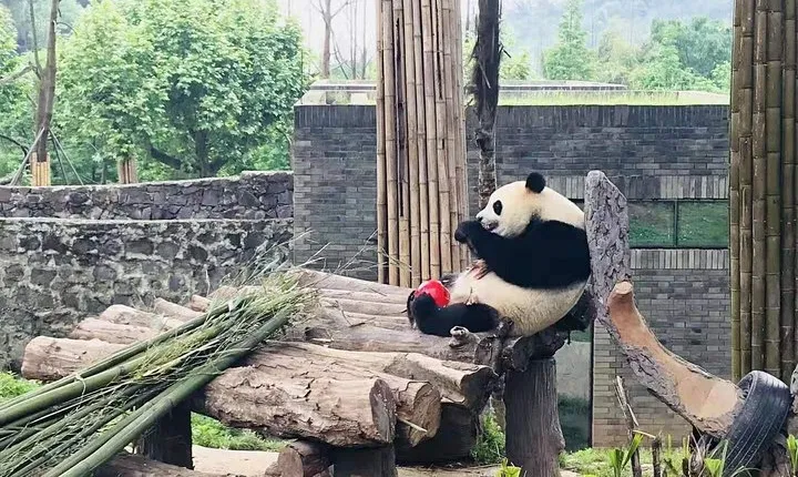 Chengdu Expert Trip of Panda Base and Giant Buddha in One Day
