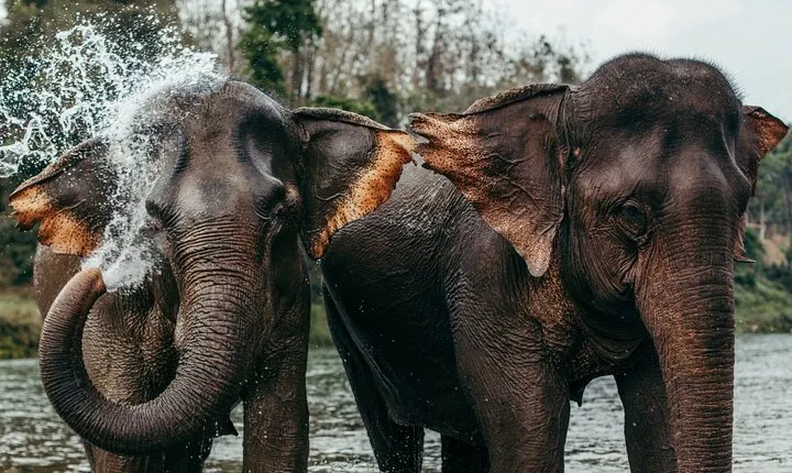 Day Tour Small Group Elephant Sanctuary and Fun Sticky Waterfall