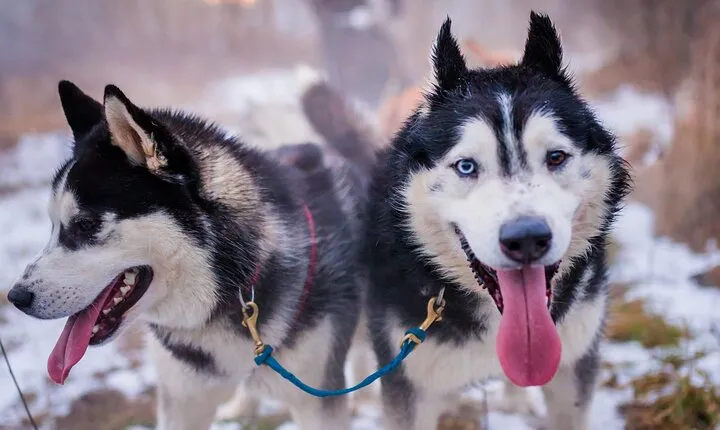 Kraków Full Dog Sled Ride