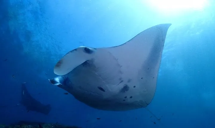 Try Diving in Manta Point - Nusa Penida