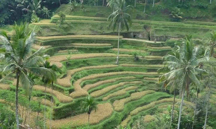 Ubud Kintamani Tour
