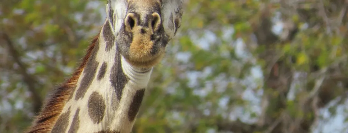 Selous Game Reserve 1-day safari from Zanzibar