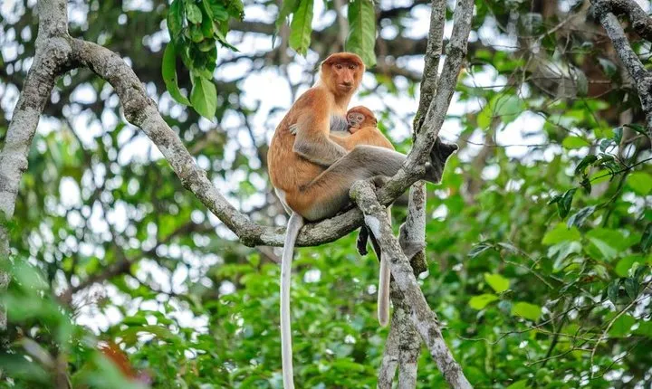 Kinabatangan River Cruise from Sandakan