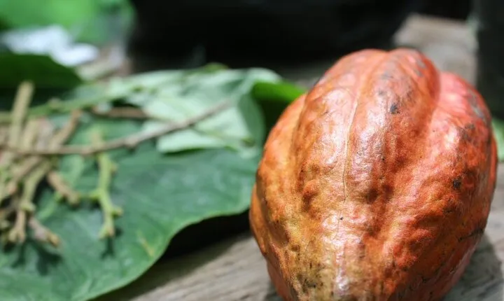 Rum & Chocolate Tasting Tour : Journey into Flavor