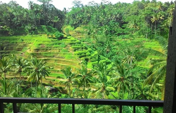 Monkey Forest, Ubud, and Rice Terraces