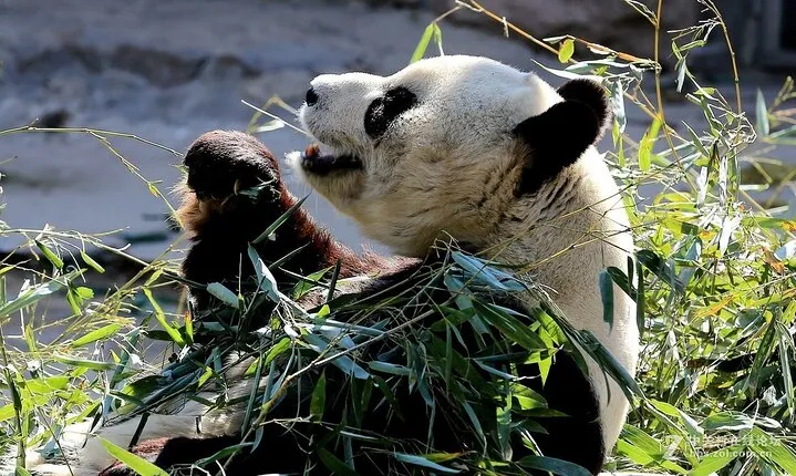 BJ Private Tour - Temple of Heaven, Panda House and Summer Palace