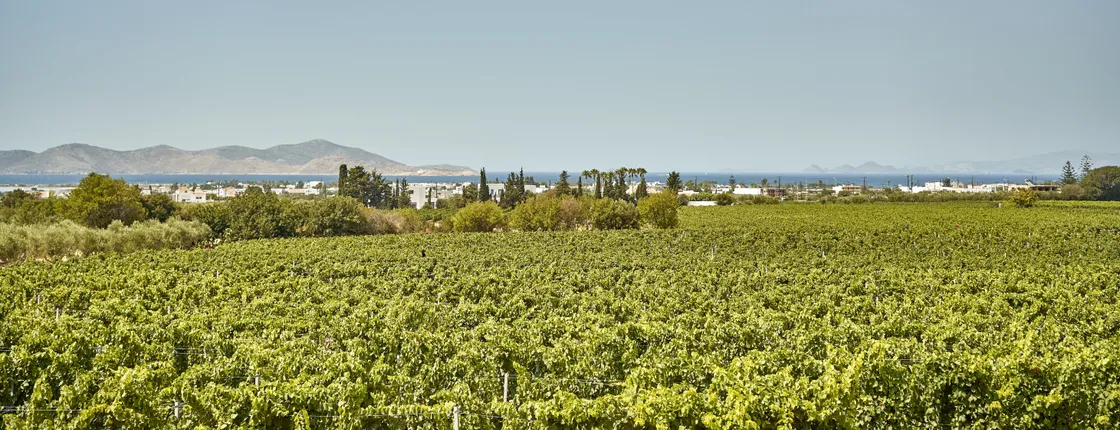 Light lunch in a vineyard in Kos