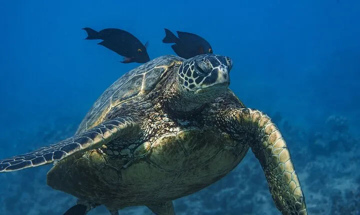 Moana’s Waikīkī Grand Guided Turtle Snorkel & Sailing Adventure