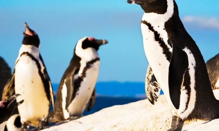 Cape Tour to Cape of Good Hope and African Penguins at Boulders