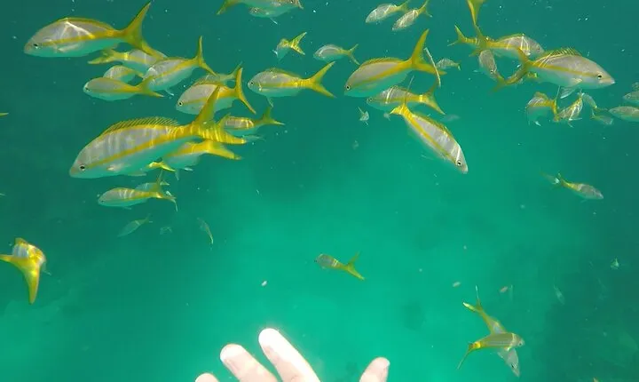 3 Hour Private Snorkeling in Marathon Florida