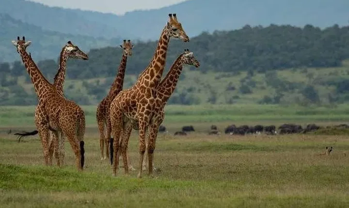 2-Day Akagera National Park Safari Adventure