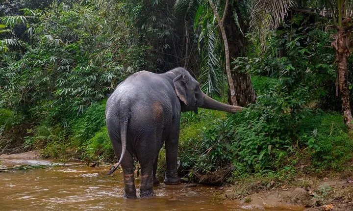 Khao Lak Elephant Sanctuary Full Day Small Group Tour