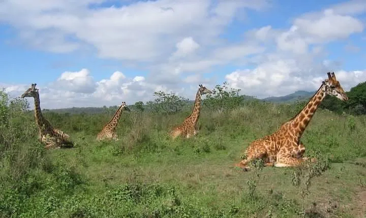Arusha National Park Day Tour with Walking Safari & Canoeing 