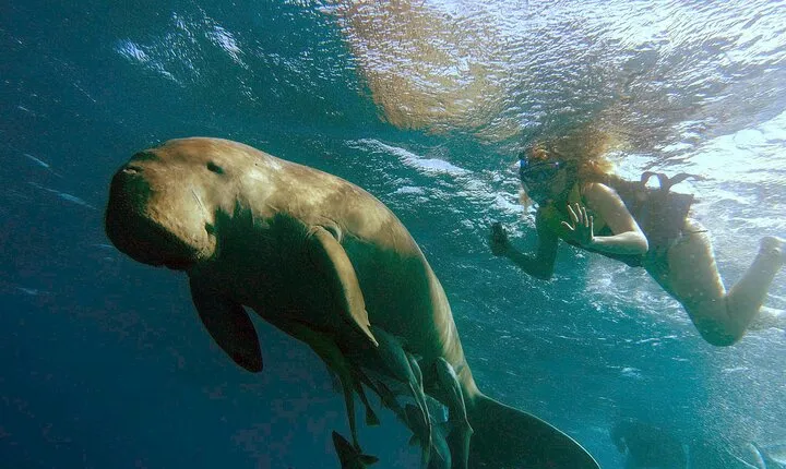 Marsa Mubarak snorkeling with dugong and turtles - marsaalam
