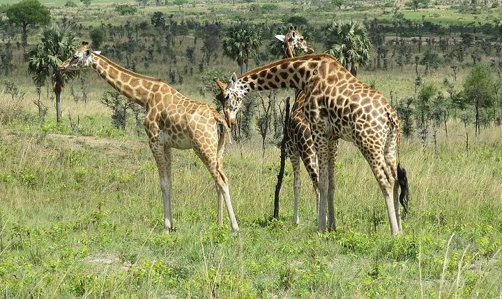 6 Days Chimps, Gorillas & Murchison Falls Africa's Big Five Experience Safari