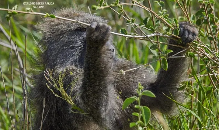 7 Days Serengeti, Tarangire National Park and Ngorongoro crater