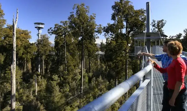 West Coast Tree Top Walk Experience