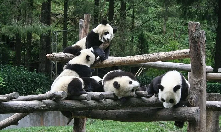 Wolong Panda Base Private Day Tour Optional Volunteering