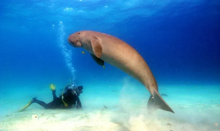 Diving with Dolphins and Dugongs and Lunch in Samadai Marsa Alam