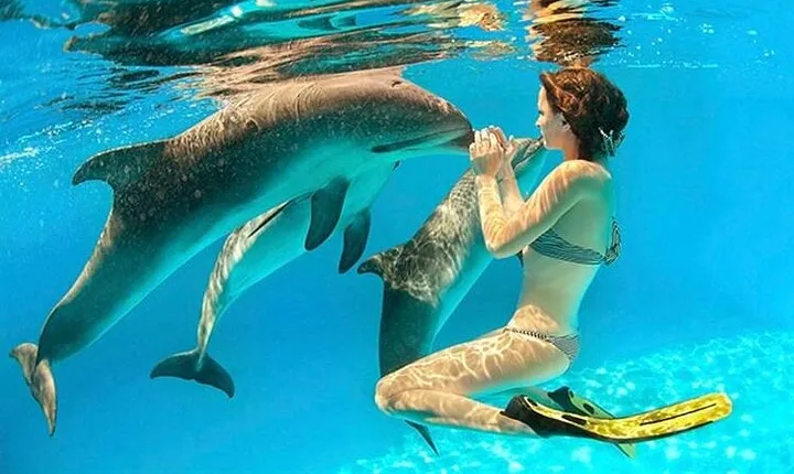 Snorkeling Day Trip With Dolphin at Sataya By VIP Boat Marsa Alam