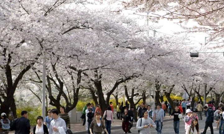 Full-day Hadong, Gwangyang, Cherry blossom, Green Tea Fields Private Tour