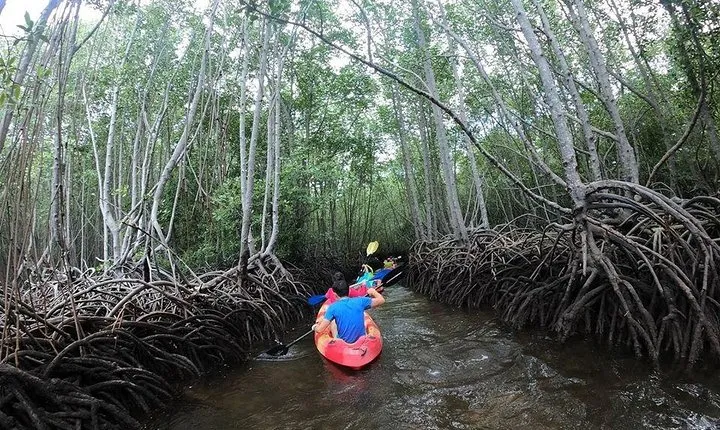 1 Hour Mangrove Tour From Lembongan with Kayak, Paddle, or Boat
