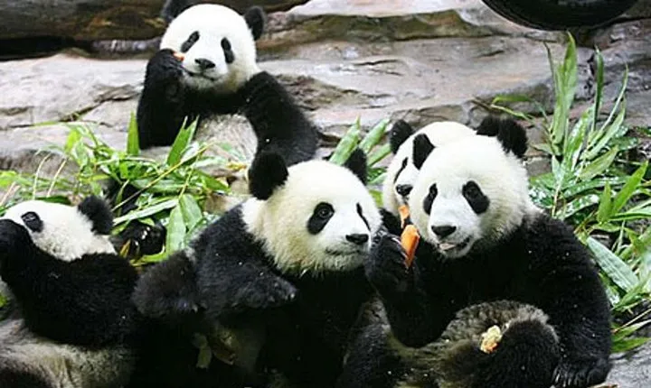 Guangzhou Chimelong Safari Park Private Guided Tour 