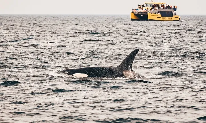 Vancouver Half-Day Whale Watching Adventure with Free Photos